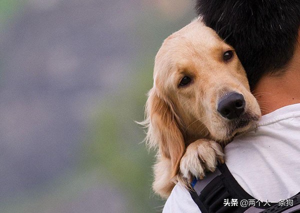 潮湿天气会引起支气管炎,下雨天预防狗狗感冒的方法