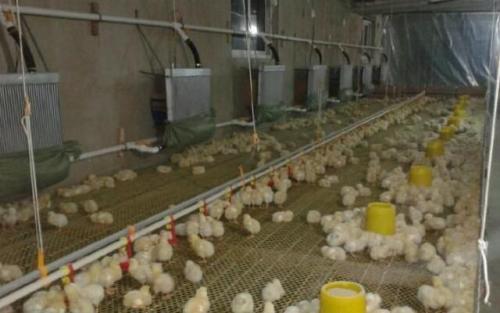 冬天鸡容易得的病,冬天鸡为什么会死