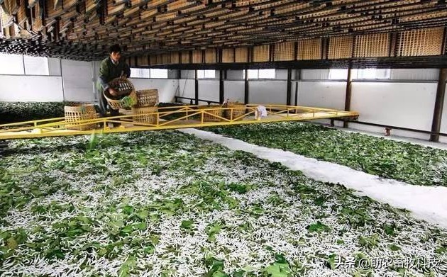 大棚桑蚕养殖新技术,养蚕提质增效技术