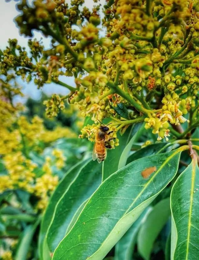 茂名:高州荔枝主产六大乡镇,看看你认识几个?
