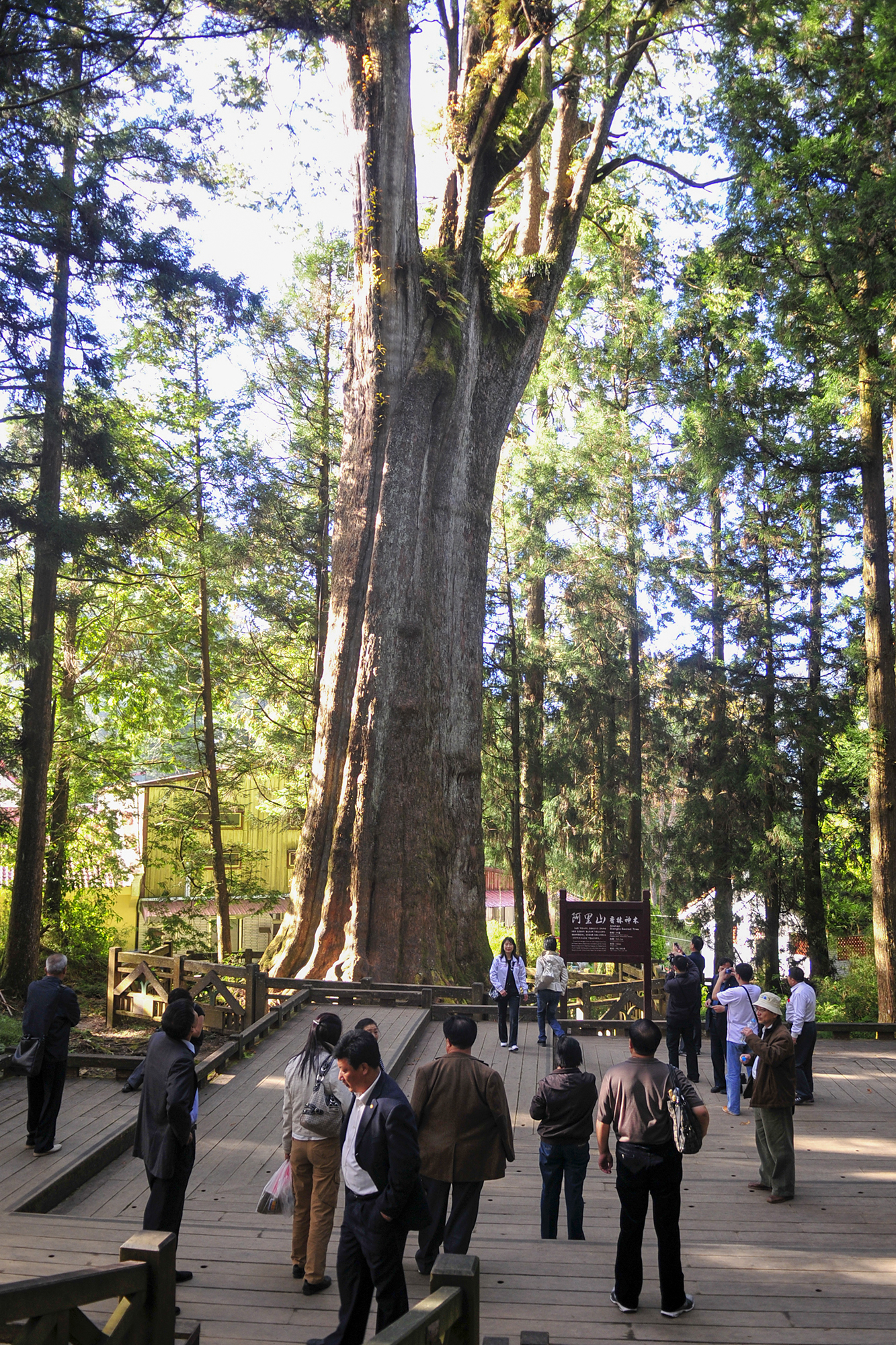 阿里山的故事告诉我们什么,台湾古树的故事