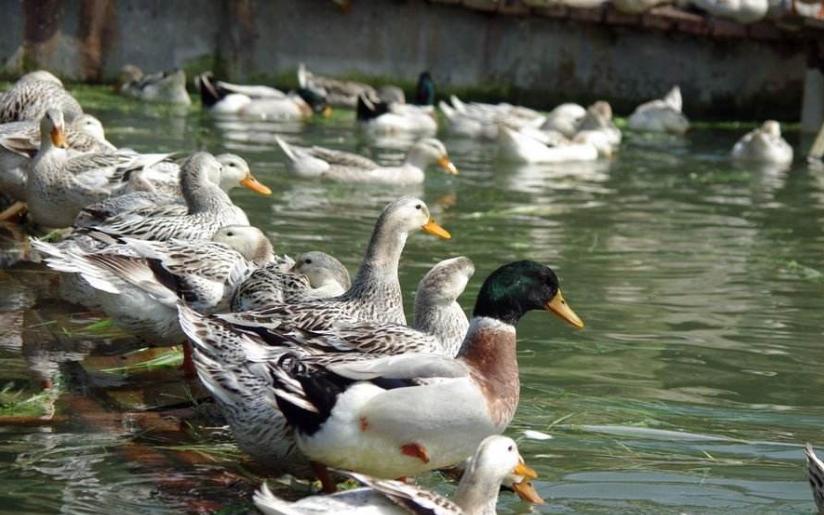 鸭养殖有什么疾病预防,鸭病防治知识及方法