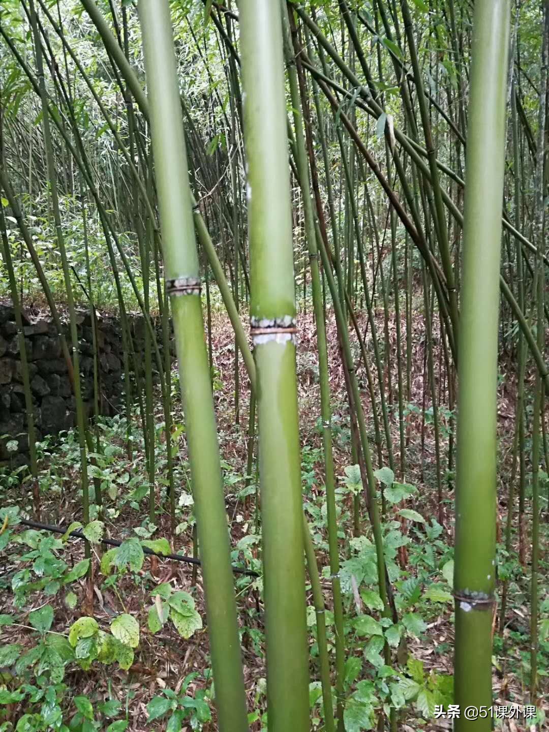 学竹笛第一步,竹笛初学者练习的方法有哪些