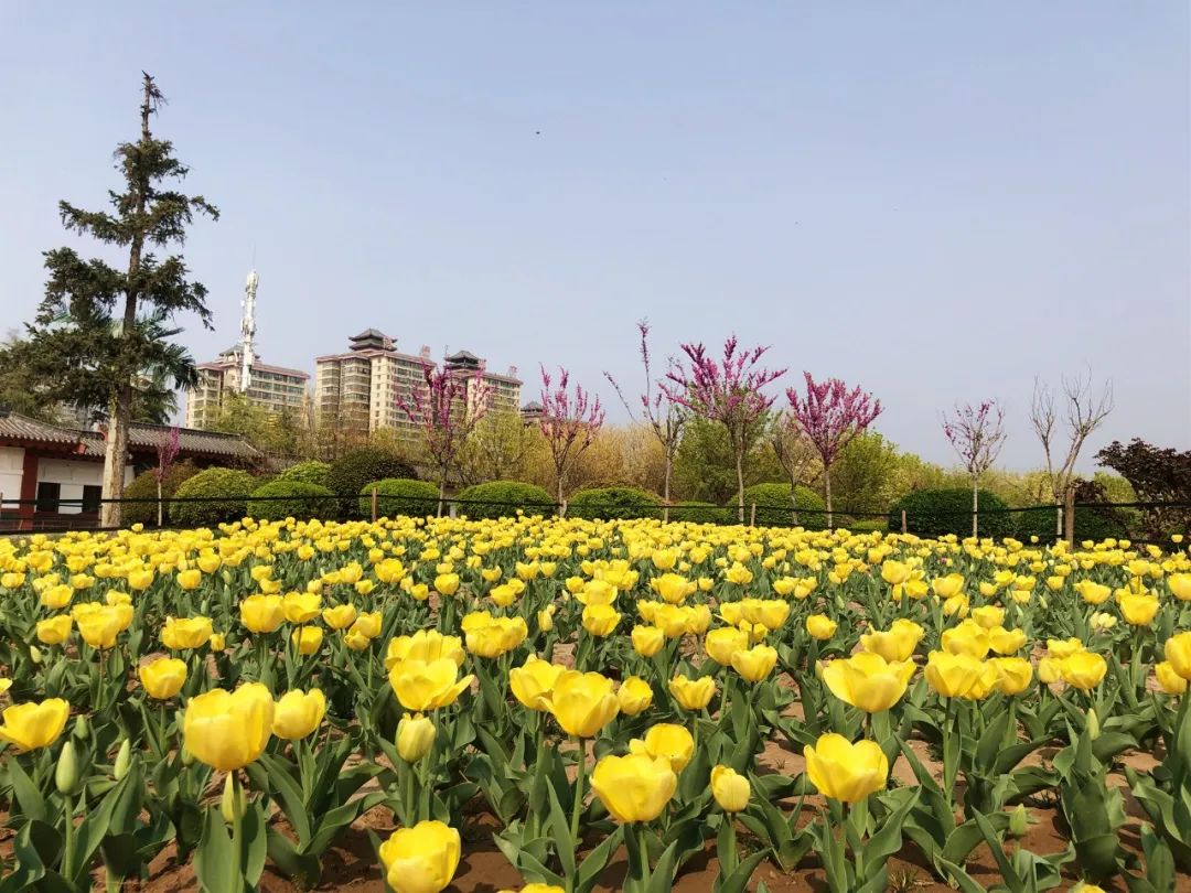 郁金香花海太美了,咸阳湖畔郁金香花海