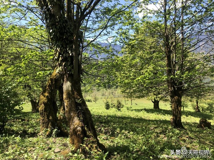 四川黑竹沟之谜,四川黑竹沟探险之旅