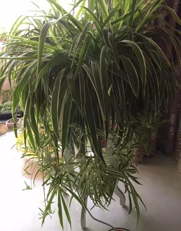 绿萝吊兰爱“吃土”,2年盆土“吃光光”,说啥也要换土!