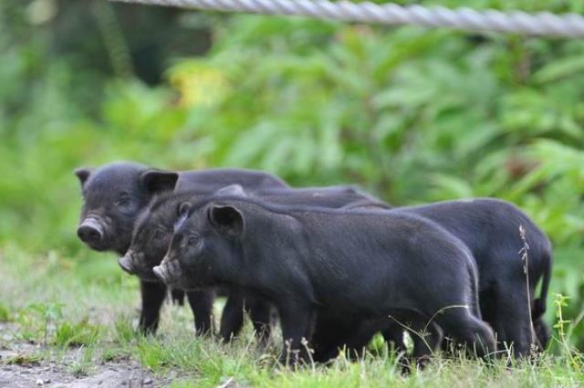 怎样养猪才能赚钱视频,怎样养猪才赚钱