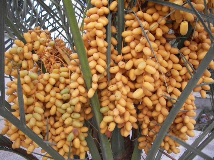 迪拜国宝级面包,迪拜沙漠面包哪个好吃