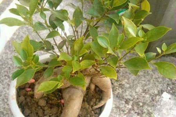 榕树换盆后叶子发黄掉叶怎么办,三层榕树叶子发黄脱落是什么原因