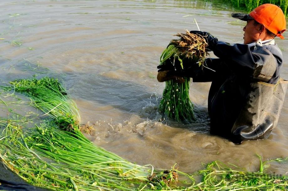 农村最赚钱的种植项目有哪些,现在农村做什么种植最赚钱最稳