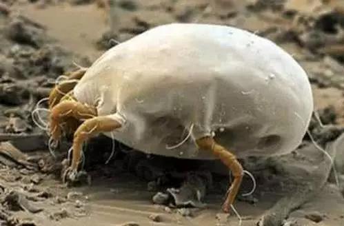 南方阴雨天怎么对付被子螨虫,下雨天怎么除螨虫