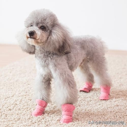 遛狗需要给狗戴口罩吗,疫情情况下遛狗需要给狗戴口罩吗