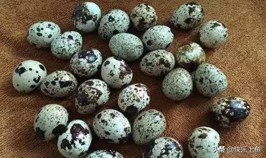 食用盐到底对鱼有没有危害,盐对鱼有诱食作用吗