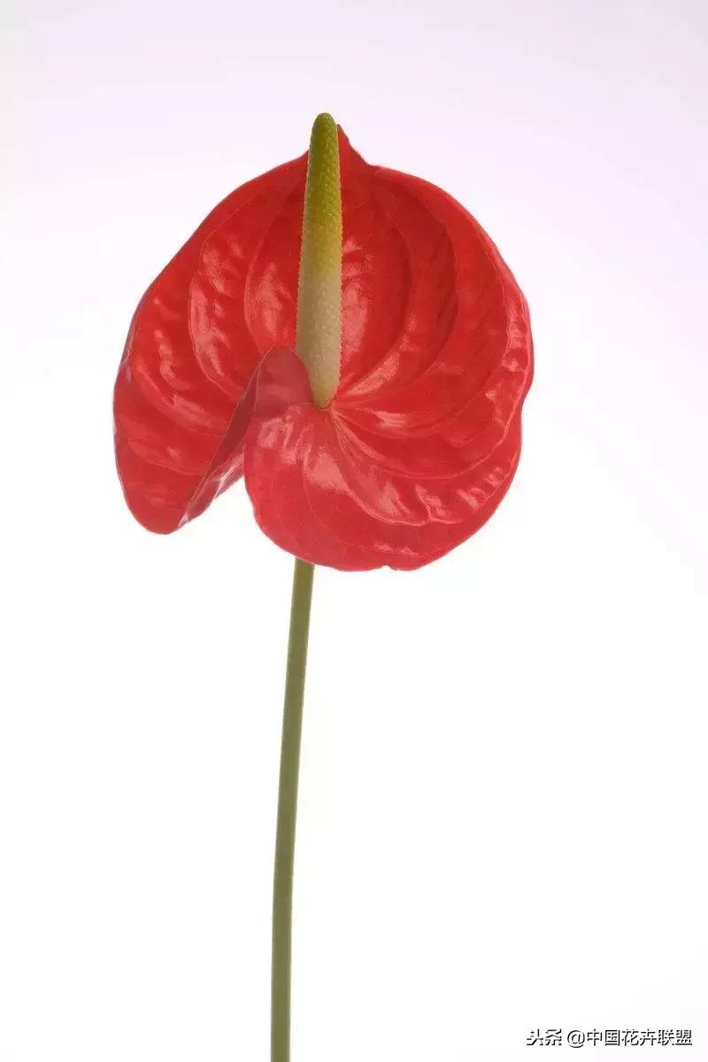 100种鲜花的花语樱花,100种不同花的花语