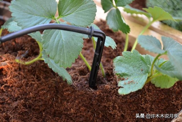 不耐晒的月季夏天怎么办,盆栽月季严重晒伤脱水怎么救