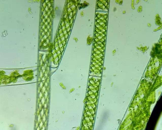 鱼类水产养殖需要哪些藻类,水产养殖显微镜下各种藻类