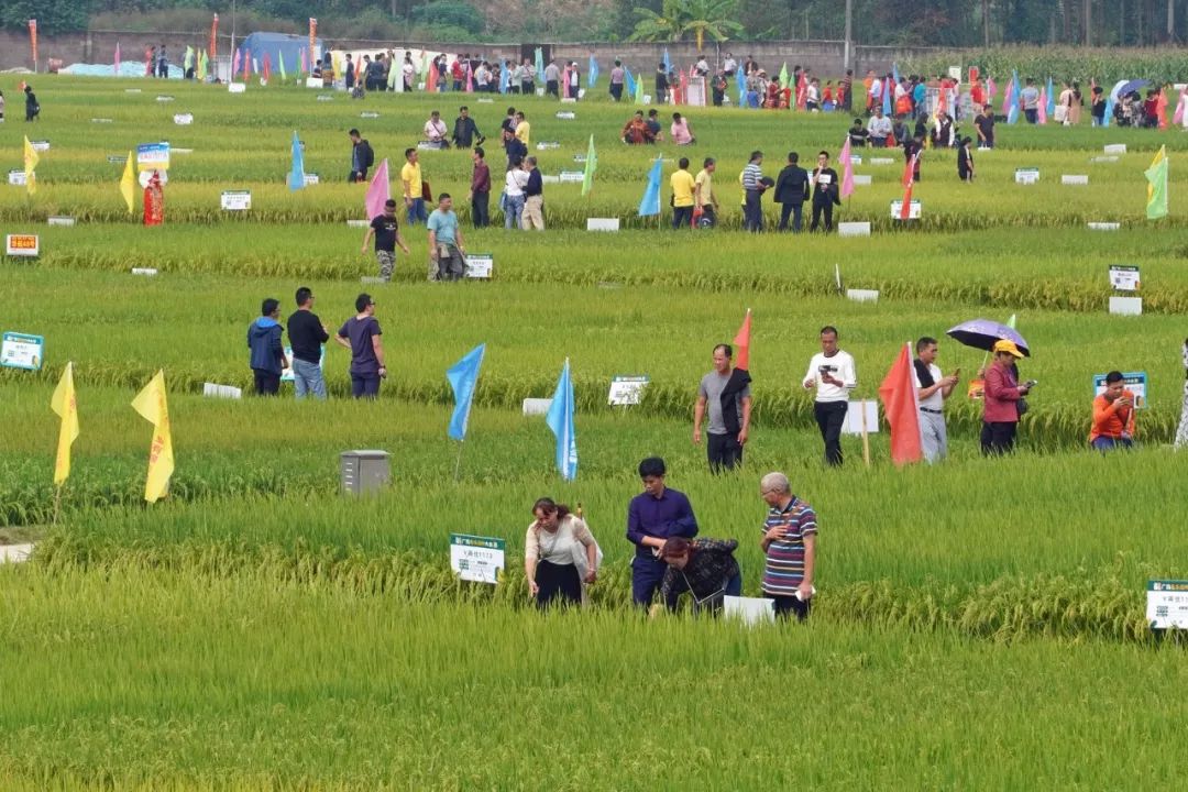 广西最好吃的米是什么米,广西十大优质米排名