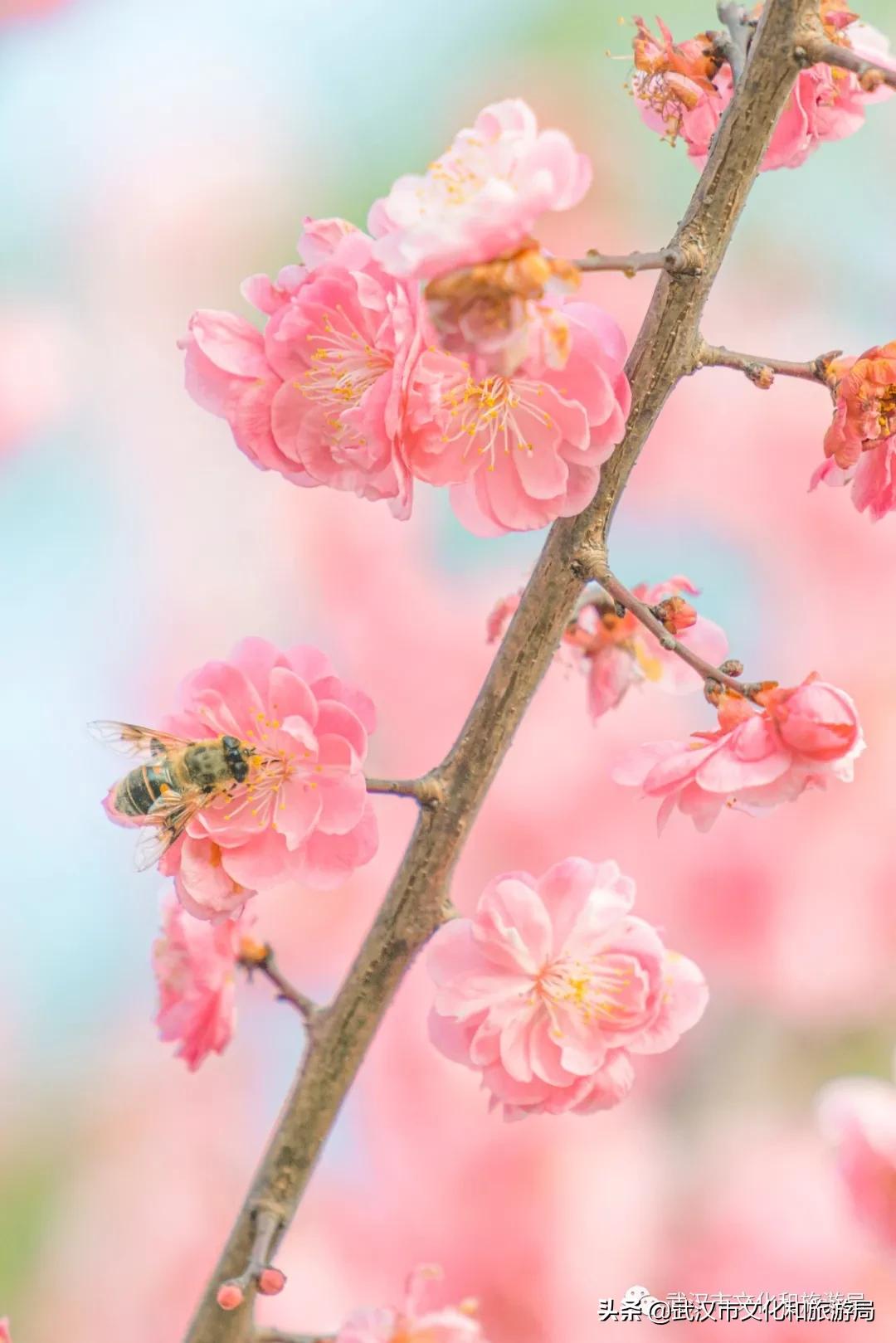 花young官方购票,花young套餐29元103g联通