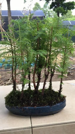 苹果盆景修剪技巧图解,新手也能学会的修剪盆景技巧