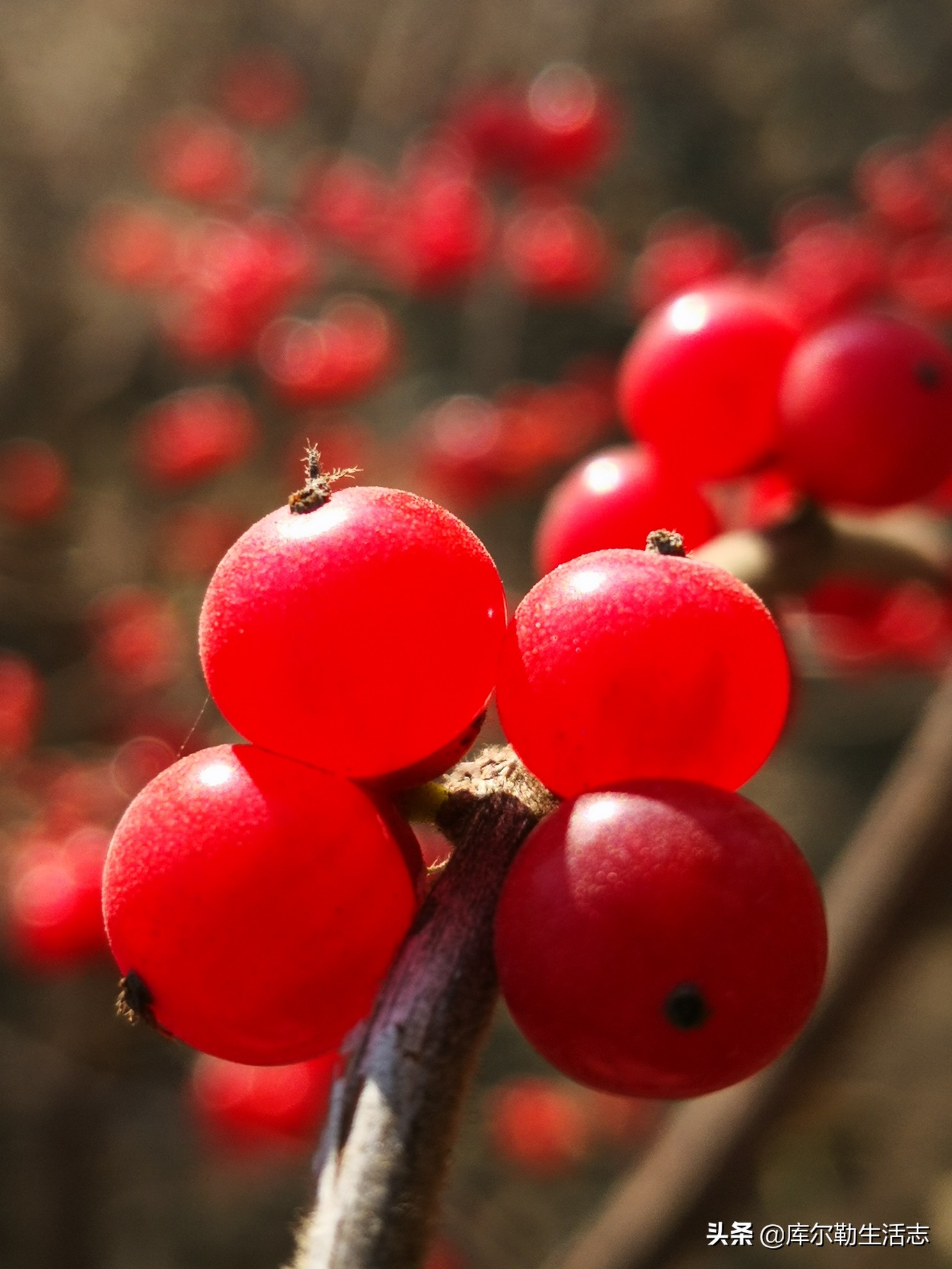 绿化带的小红果,绿化带里面的小红果