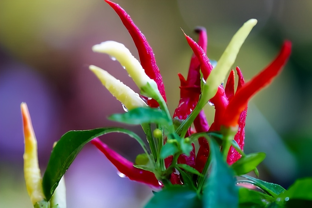 熊果苷有用吗专家解答,熊果苷美白配方