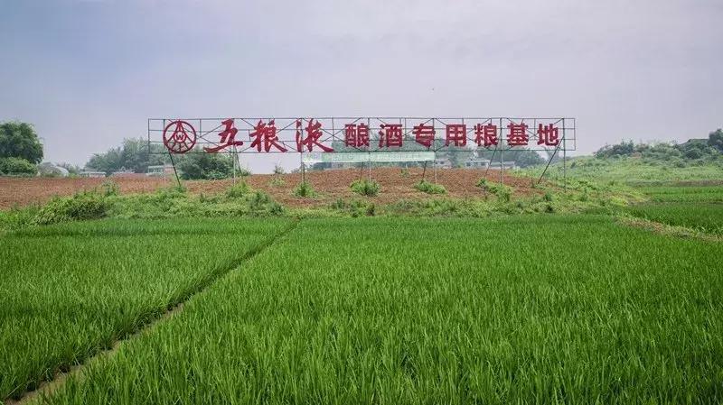 第八代经典五粮液酒特点,五粮液第八代是浓香还是酱香