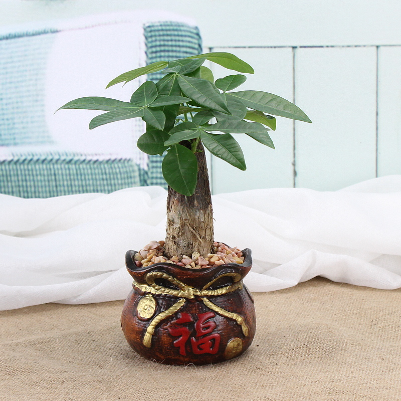 家庭养花有什么讲究的,家里养花会带来桃花运吗