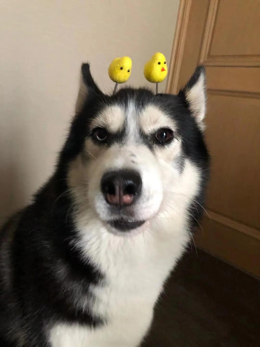 男生猛犬穿女装,男生细狗穿女装