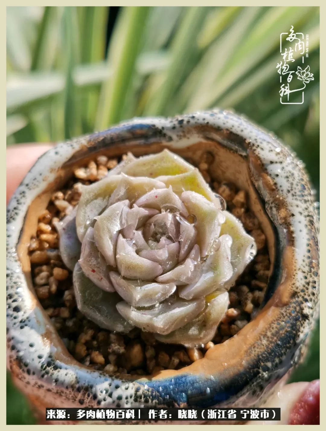 对多肉的热爱深入骨髓,当激情退却希望你依然保持热爱