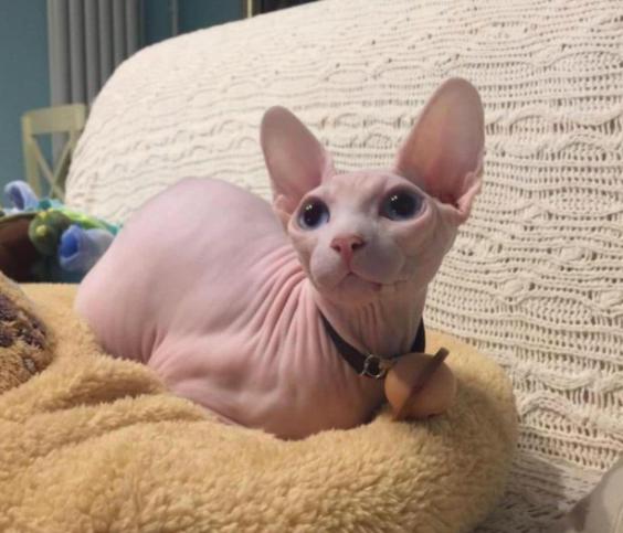 这几类猫会带来好运,对主人忠诚的五种猫