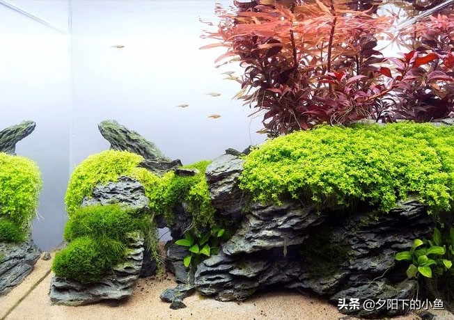 开缸黄水怎么办,新开缸黄水现象多久可以恢复