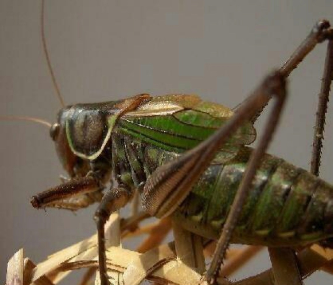 童年记忆里的小虫子,儿时的记忆夏天的风