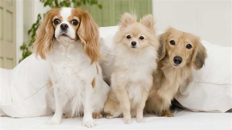 别随便摸狗狗这5个地方，很容易被咬！