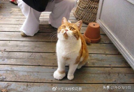 搞笑段子句句滑稽逗趣精辟笑死人,搞笑幽默段子有趣个个精辟滑稽