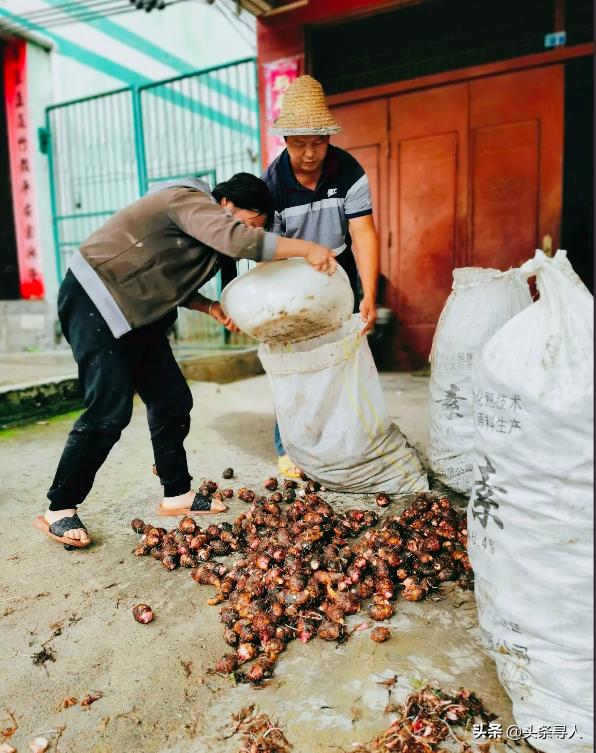 收购土鸡赚鸡蛋钱,收购土鸡最新商机