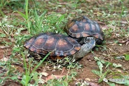 小龟冬眠前多久清肠,龟冬眠清肠的温度是多少