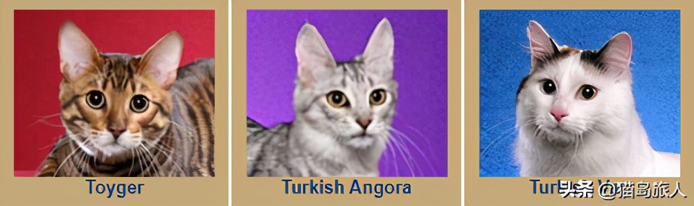 猫咪分类大全,猫咪分类