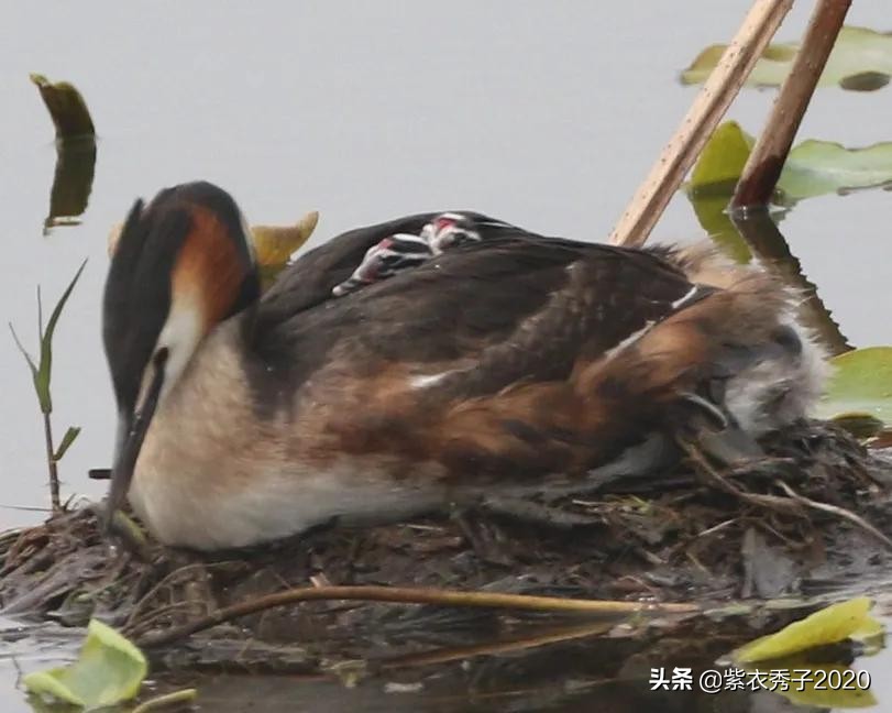 刚出生的鱼宝宝很大,刚生出来的鱼宝宝不怎么动呢