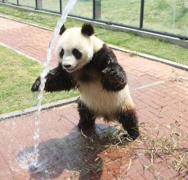 夏天常见的4种疾病,入夏喝什么茶最好