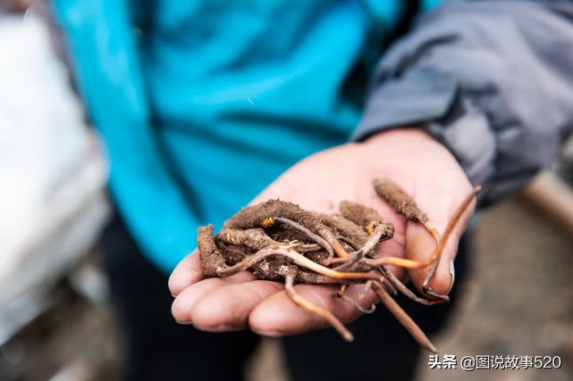 “疯狂”虫草一根卖到30元，中国最大虫草地，5月开挖孩子放假