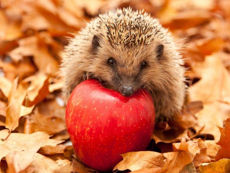 适合学生党养的宠物要便宜又可爱,适合学生党养的宠物便宜好养