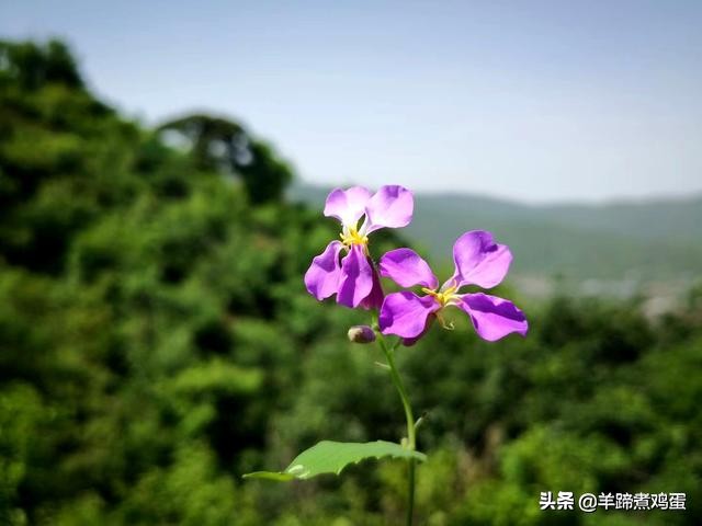 游玩北京香山公园之行,7月的北京香山公园图片