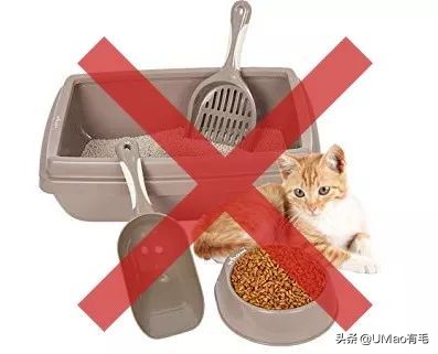 养猫这么多年你怎么连碗都摆不对 (养猫省钱妙招猫碗)