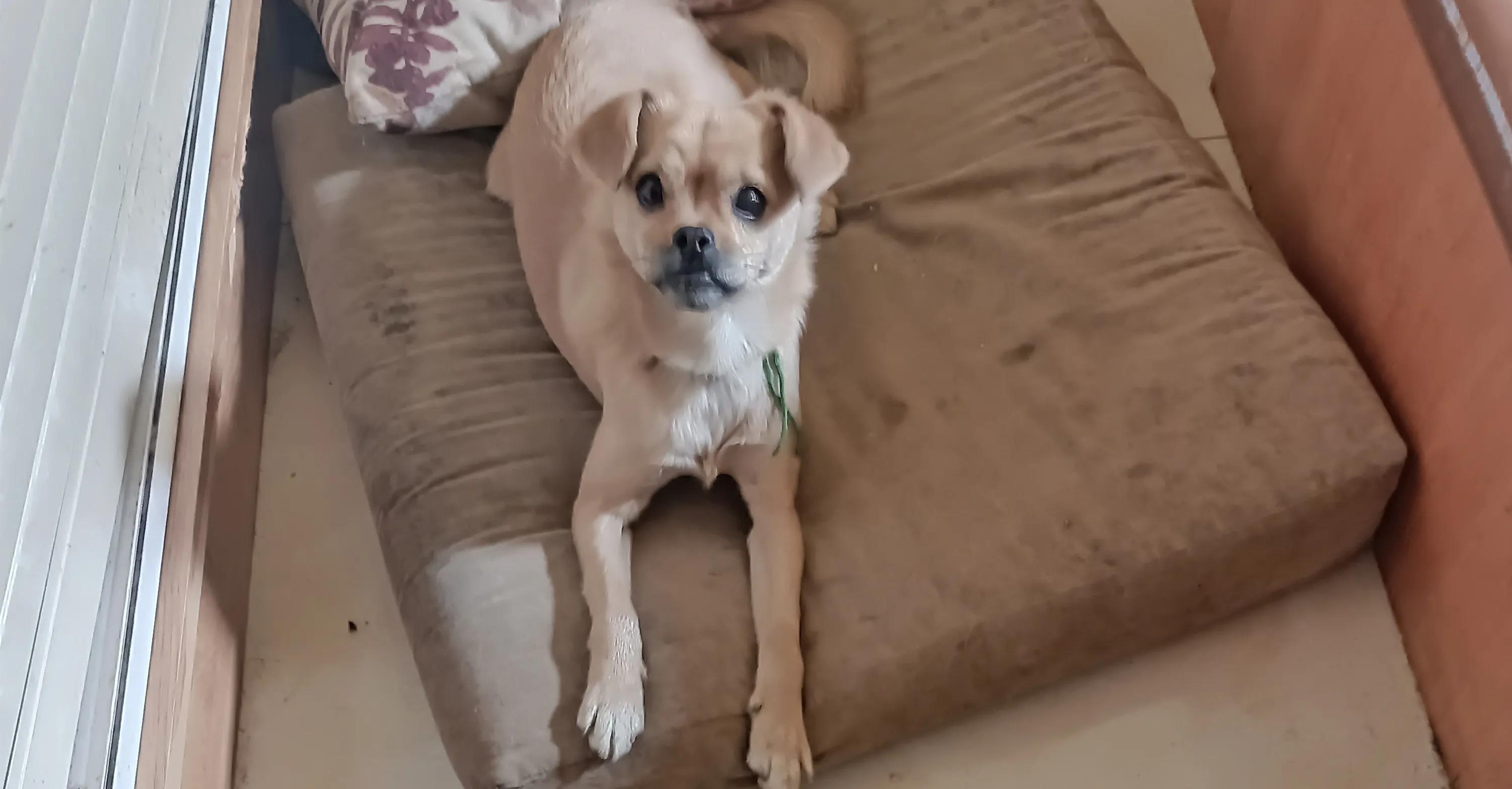 狗狗没有地方养了，怎么办？