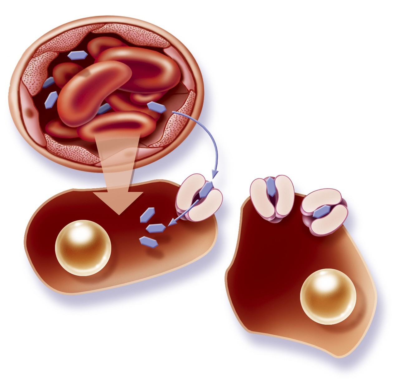 什么物质可以调节新陈代谢,促进人体内脂肪分解的药物