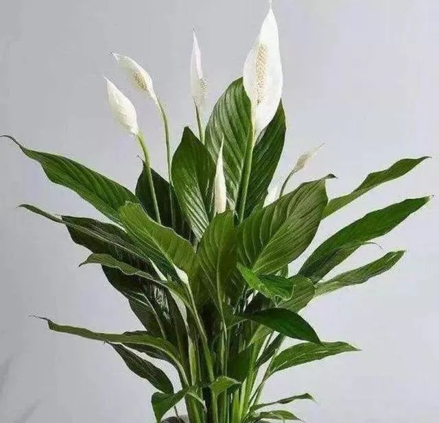 白掌如何养护才能开花,白掌如何多开花