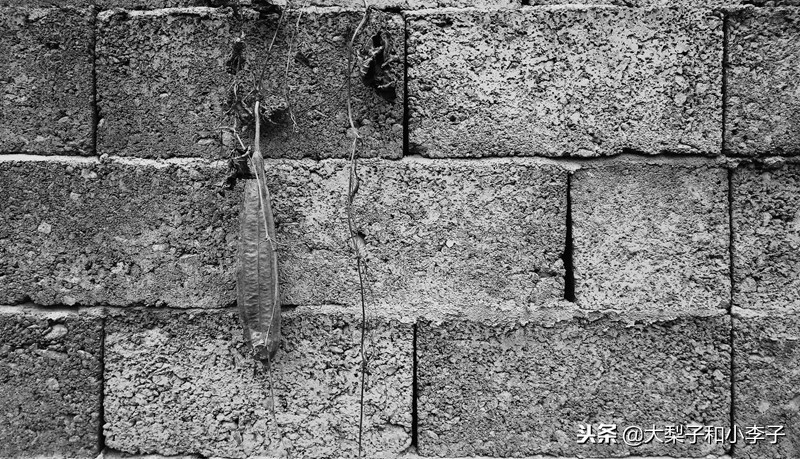 moto照相,moto拍照效果