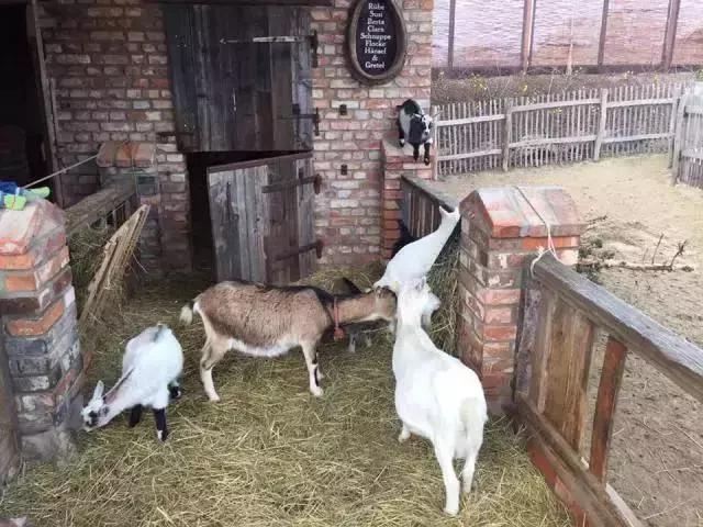 德国卡尔斯农场,德国卡尔斯草莓