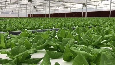 我是真的热啊,从化的天气有多冷