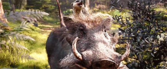 简单聊聊狮子王到底值不值得看,狮子王值得入手吗